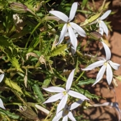 Isotoma petraea at Silverton, NSW - 2 Sep 2022 10:21 AM