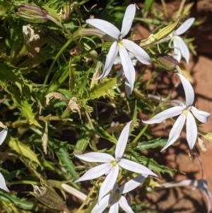 Isotoma petraea at Silverton, NSW - 2 Sep 2022 10:21 AM