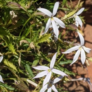 Isotoma petraea at Silverton, NSW - 2 Sep 2022