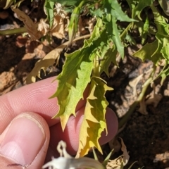 Isotoma petraea at Silverton, NSW - 2 Sep 2022 10:21 AM