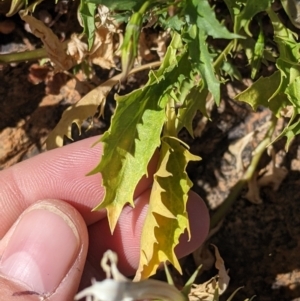 Isotoma petraea at Silverton, NSW - 2 Sep 2022 10:21 AM