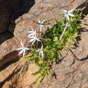 Isotoma petraea at Silverton, NSW - 2 Sep 2022 10:21 AM