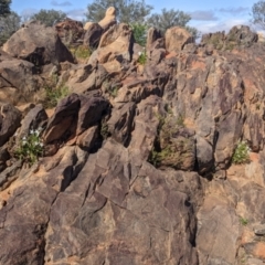 Isotoma petraea at Silverton, NSW - 2 Sep 2022 10:21 AM