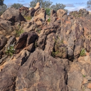 Isotoma petraea at Silverton, NSW - 2 Sep 2022 10:21 AM
