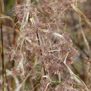 Cyperus eragrostis at Watson, ACT - 8 Sep 2022 11:11 AM