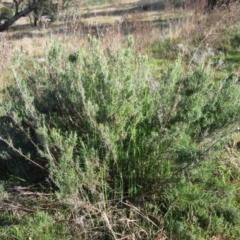 Chrysocephalum semipapposum (Clustered Everlasting) at Molonglo Valley, ACT - 5 Sep 2022 by sangio7