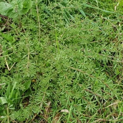 Galium aparine (Goosegrass, Cleavers) at Mount Majura - 8 Sep 2022 by HappyWanderer