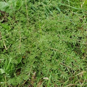 Galium aparine at Hackett, ACT - 8 Sep 2022