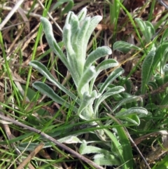 Vittadinia gracilis (New Holland Daisy) at Molonglo Valley, ACT - 6 Sep 2022 by sangio7