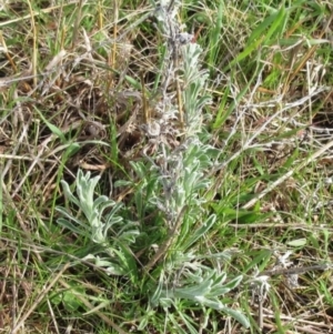 Vittadinia gracilis at Molonglo Valley, ACT - 6 Sep 2022