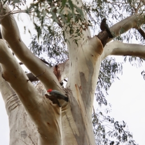 Callocephalon fimbriatum at Larbert, NSW - suppressed