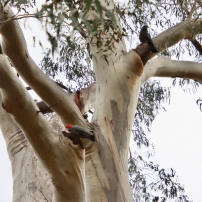 Callocephalon fimbriatum (Gang-gang Cockatoo) at Larbert, NSW - 8 Sep 2022 by LisaH