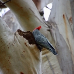 Callocephalon fimbriatum at Larbert, NSW - suppressed