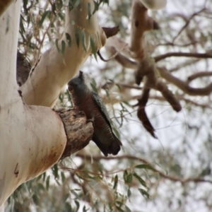 Callocephalon fimbriatum at Larbert, NSW - suppressed