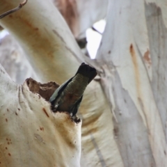 Callocephalon fimbriatum at Larbert, NSW - suppressed