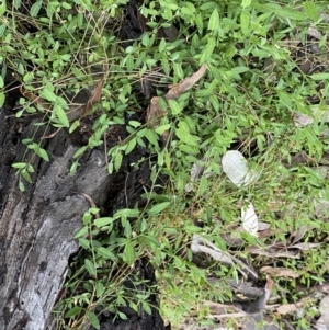 Einadia nutans at Jerrabomberra, NSW - 8 Sep 2022