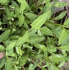 Einadia nutans at Jerrabomberra, NSW - 8 Sep 2022 04:10 PM