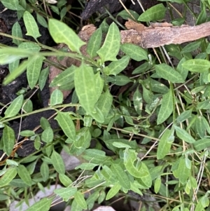 Einadia nutans at Jerrabomberra, NSW - 8 Sep 2022 04:10 PM