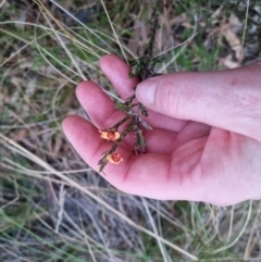 Dillwynia sericea (Egg And Bacon Peas) at Bungendore, NSW - 8 Sep 2022 by clarehoneydove