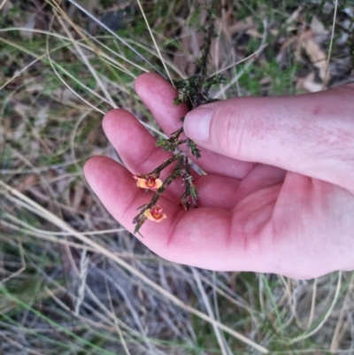 Dillwynia sericea (Egg And Bacon Peas) at Bungendore, NSW - 8 Sep 2022 by clarehoneydove