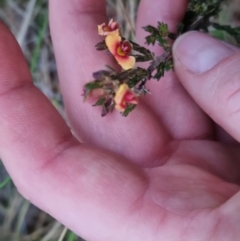 Dillwynia sericea at Bungendore, NSW - 8 Sep 2022