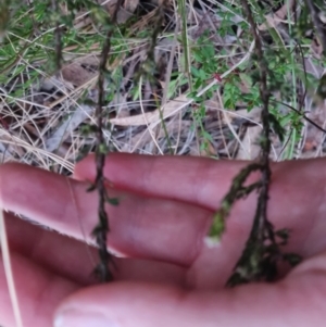 Dillwynia sericea at Bungendore, NSW - 8 Sep 2022