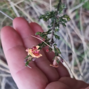 Dillwynia sericea at Bungendore, NSW - 8 Sep 2022