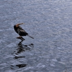 Anhinga novaehollandiae (Australasian Darter) at Yerrabi Pond - 8 Sep 2022 by TrishGungahlin