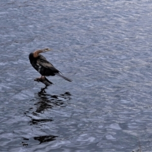 Anhinga novaehollandiae at Amaroo, ACT - 8 Sep 2022