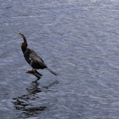 Anhinga novaehollandiae at Amaroo, ACT - 8 Sep 2022