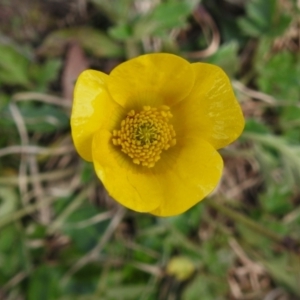 Ranunculus lappaceus at Coree, ACT - 7 Sep 2022