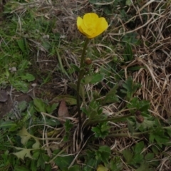 Ranunculus lappaceus at Coree, ACT - 7 Sep 2022