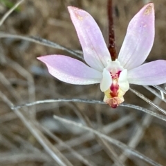 Caladenia fuscata (Dusky Fingers) at Suttons Dam - 7 Sep 2022 by KL