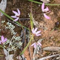 Caladenia fuscata at Fentons Creek, VIC - suppressed