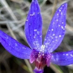 Cyanicula caerulea (Blue Fingers, Blue Fairies) at Suttons Dam - 7 Sep 2022 by KL