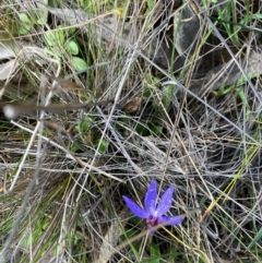 Cyanicula caerulea at Fentons Creek, VIC - suppressed