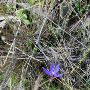 Cyanicula caerulea at Fentons Creek, VIC - 7 Sep 2022