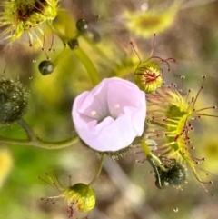 Drosera sp. (A Sundew) at Fentons Creek, VIC - 5 Sep 2022 by KL