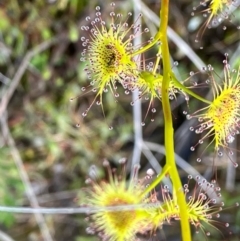 Drosera sp. at Fentons Creek, VIC - 6 Sep 2022 08:44 AM