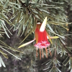 Lambertia formosa (Mountain Devil) at Sherwood, NSW - 30 Aug 2022 by Topknot