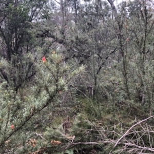 Lambertia formosa at Sherwood, NSW - 30 Aug 2022