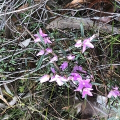 Unidentified Other Shrub (TBC) at Sherwood, NSW - 30 Aug 2022 by Topknot