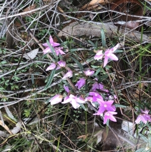 Boronia sp. (TBC) at suppressed by Topknot
