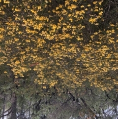 Dillwynia retorta (Heathy Parrot-Pea) at Sherwood, NSW - 30 Aug 2022 by Topknot