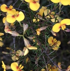 Dillwynia retorta at Sherwood, NSW - 30 Aug 2022