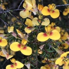 Dillwynia retorta at Sherwood, NSW - 30 Aug 2022