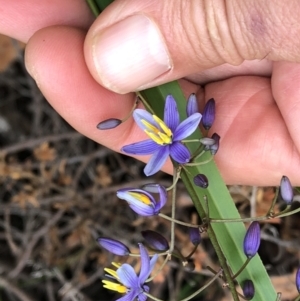 Dianella caerulea at Sherwood, NSW - 30 Aug 2022