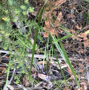 Dianella caerulea at Sherwood, NSW - 30 Aug 2022 01:20 PM