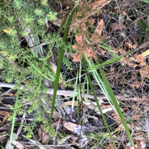 Dianella caerulea at Sherwood, NSW - 30 Aug 2022