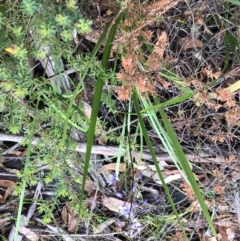 Dianella caerulea at Sherwood, NSW - 30 Aug 2022